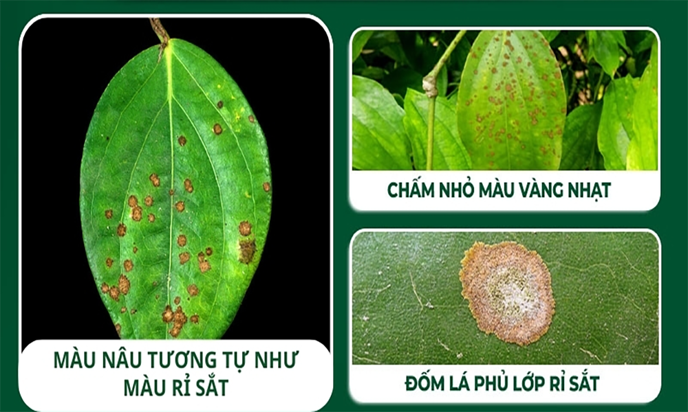 Dấu hiệu nhận biết bệnh rỉ sắt trên cây tiêu