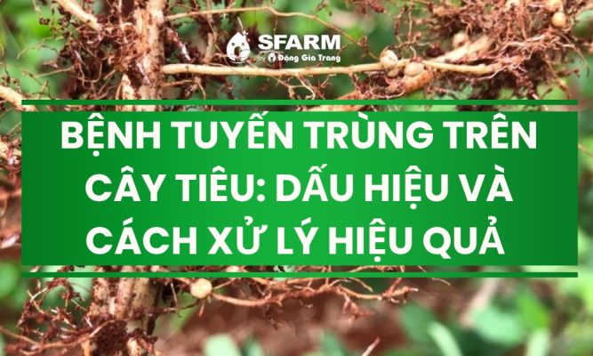 benh tuyen trung tren cay tieu thumb