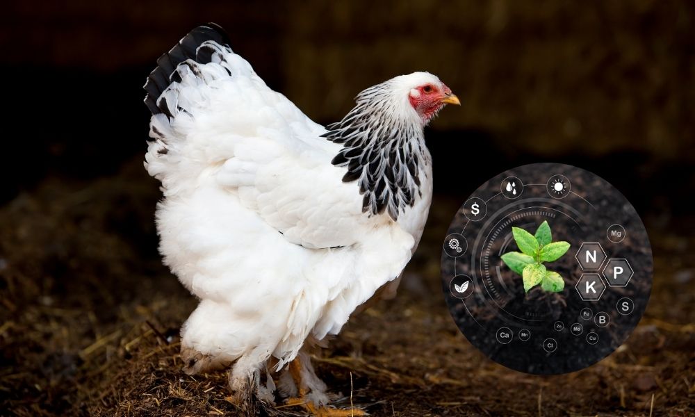 Phân gà là một trong những loại phân hữu cơ giàu dinh dưỡng hiện nay Phân gà là một trong những loại phân hữu cơ giàu dinh dưỡng hiện nay