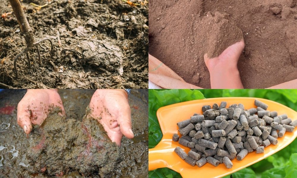Các loại phân gà phổ biến Các loại phân gà phổ biến
