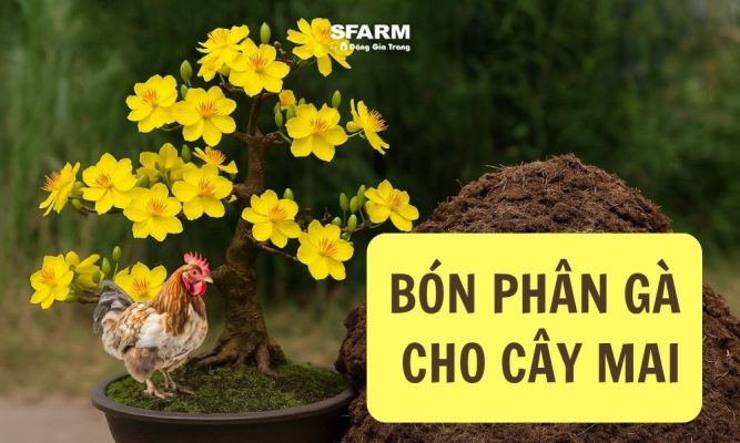 bón phân gà cho mai