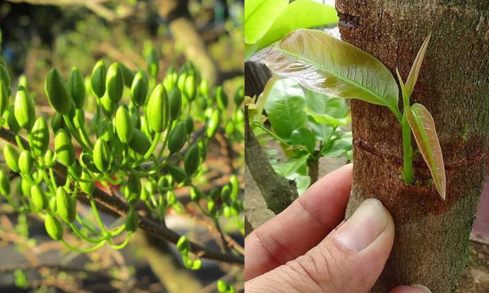 Duy trì đều đặn mỗi tháng sẽ giúp mai ổn định sức sinh trưởng quanh năm Duy trì đều đặn mỗi tháng sẽ giúp mai ổn định sức sinh trưởng quanh năm