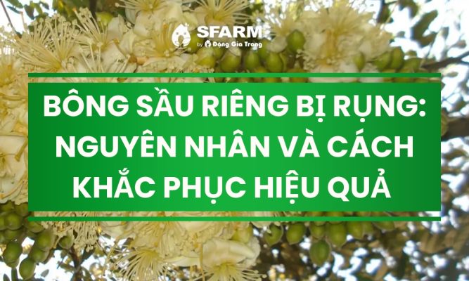 bong sau rieng bi rung nguyen nhan va cach khac phuc thumb