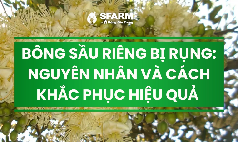 Bông sầu riêng bị rụng: Nguyên nhân và cách khắc phục Bông sầu riêng bị rụng: Nguyên nhân và cách khắc phục