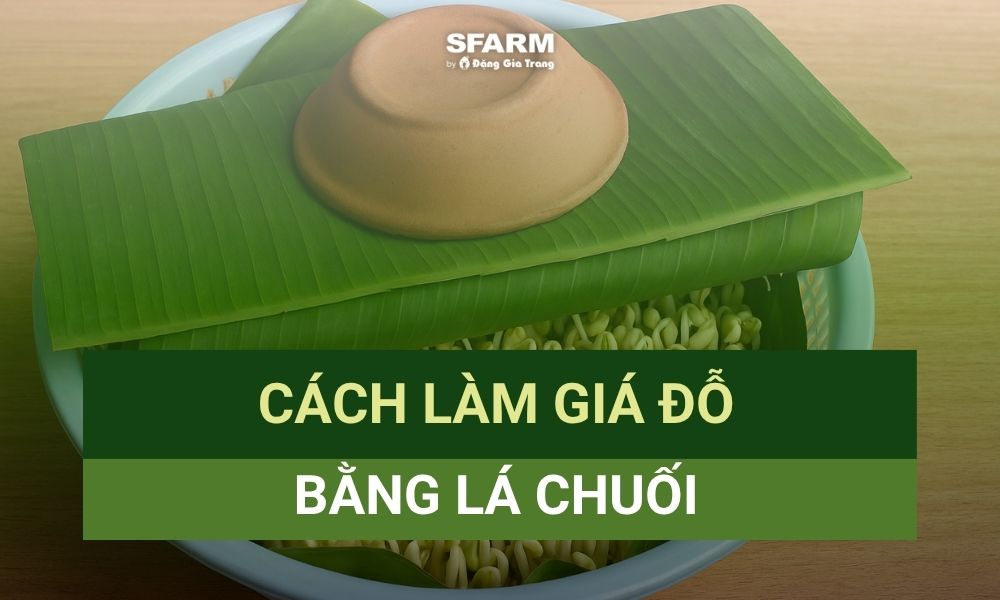 Cùng SFARM tìm hiểu cách làm giá đỗ bằng lá chuối cực kỳ đơn giản Cùng SFARM tìm hiểu cách làm giá đỗ bằng lá chuối cực kỳ đơn giản
