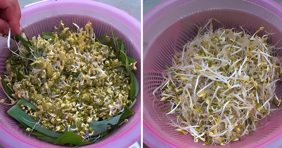 Cùng SFARM tìm hiểu cách làm giá đỗ bằng lá chuối cực kỳ đơn giản