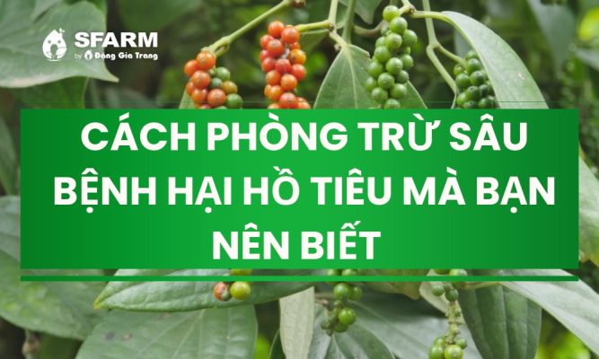 cach phong tru mot so sau benh hai ho tieu ban nen biet thumb