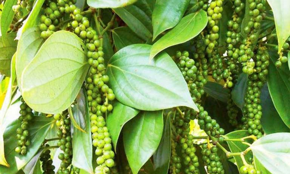 Thời điểm phun thuốc phù hợp cho cây hồ tiêu Thời điểm phun thuốc phù hợp cho cây hồ tiêu