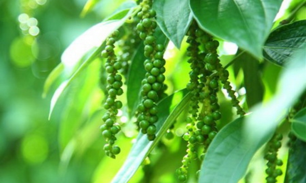 Hướng dẫn kỹ thuật phun thuốc cho cây tiêu hiệu quả Hướng dẫn kỹ thuật phun thuốc cho cây tiêu hiệu quả