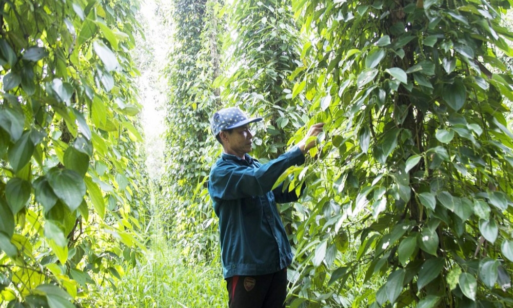 Những lưu ý khi phun thuốc cho cây tiêu Những lưu ý khi phun thuốc cho cây tiêu