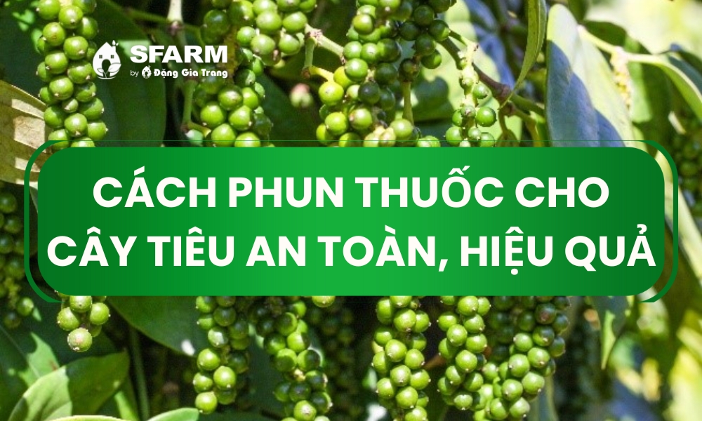Cách phun thuốc cho cây tiêu an toàn, hiệu quả Cách phun thuốc cho cây tiêu an toàn, hiệu quả
