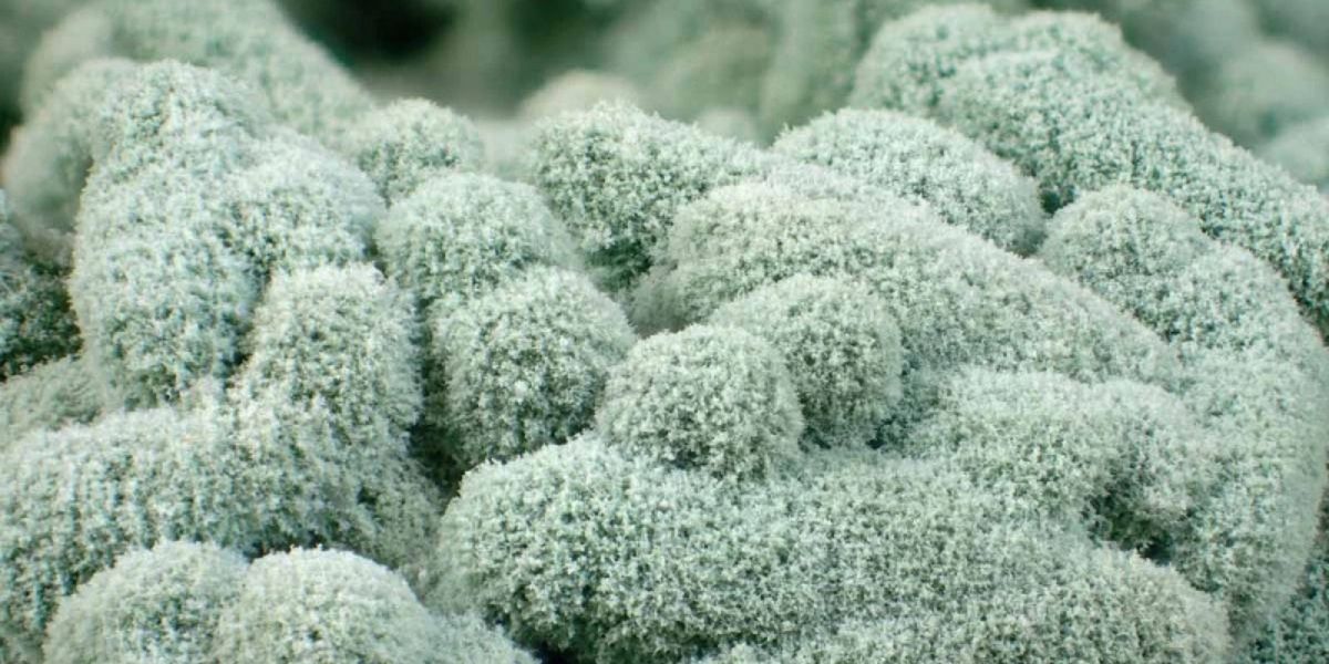 Bào tử nấm Trichoderma Bào tử nấm Trichoderma