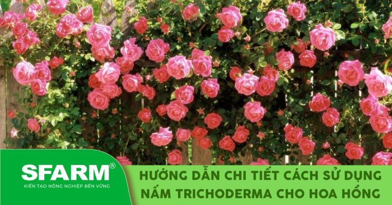 Hướng dẫn chi tiết cách sử dụng nấm Trichoderma cho hoa hồng