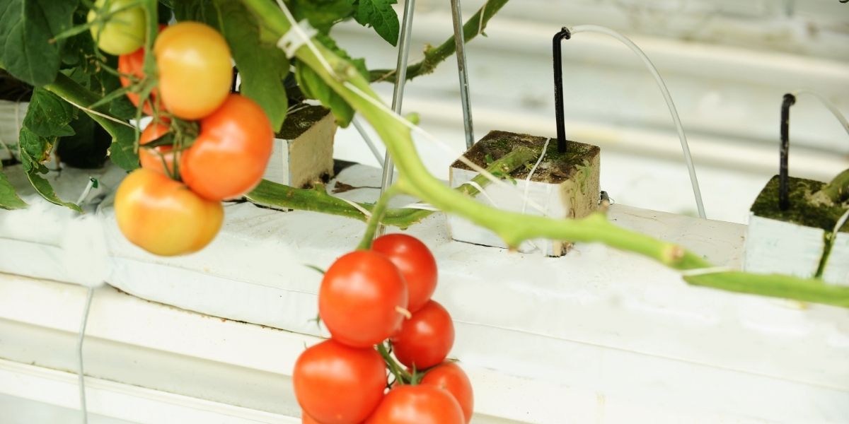 Cà chua là loại cây phù hợp với thủy canh nhờ khả năng sinh trưởng khỏe Cà chua là loại cây phù hợp với thủy canh nhờ khả năng sinh trưởng khỏe