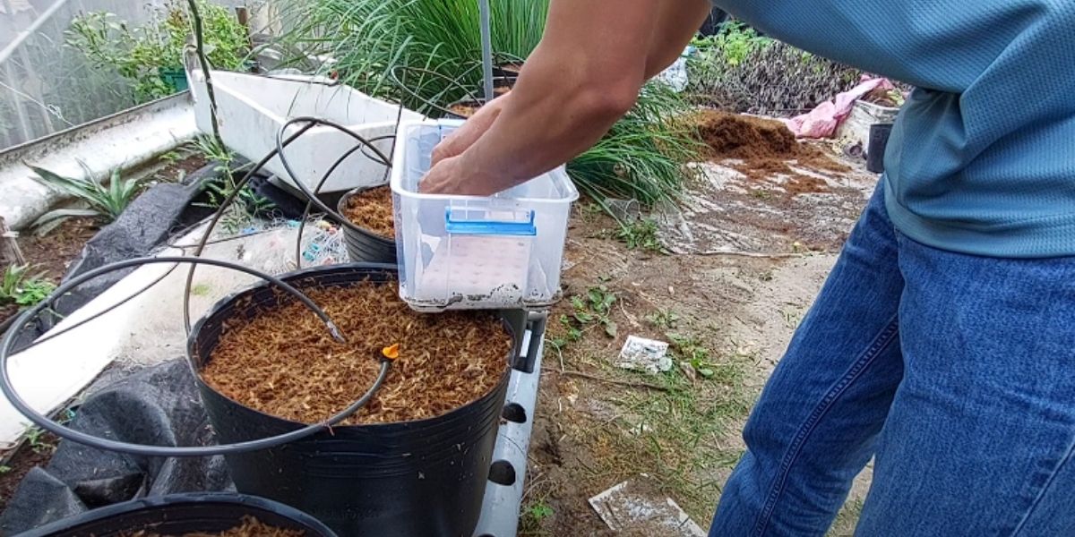 Đưa cây con vào hệ thống thủy canh Đưa cây con vào hệ thống thủy canh
