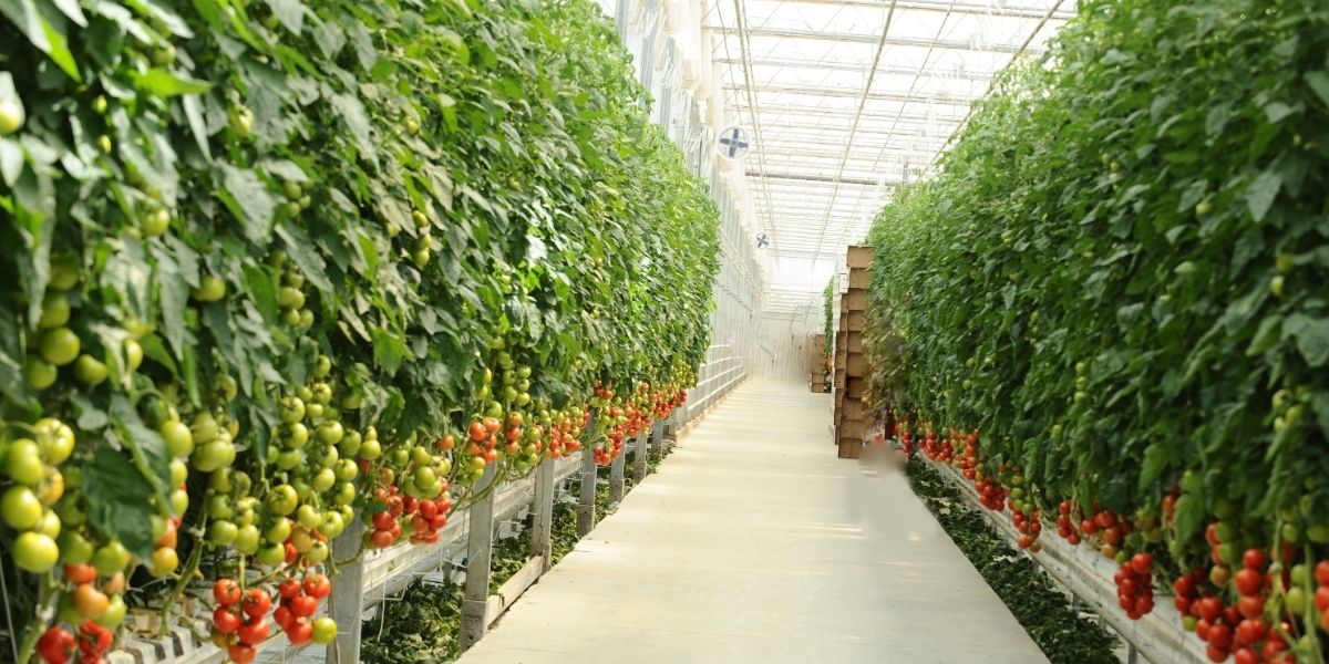 Cà chua trồng thuỷ canh khoảng 70-90 ngày là có thể thu hoạch Cà chua trồng thuỷ canh khoảng 70-90 ngày là có thể thu hoạch
