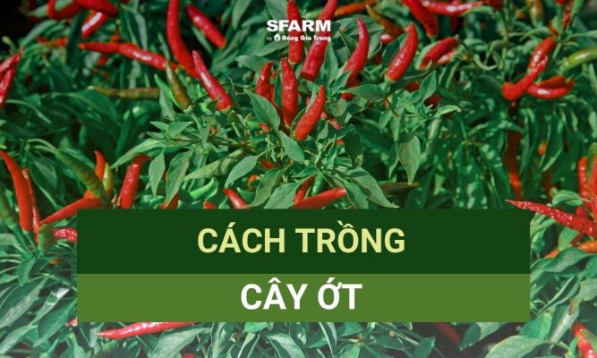 cách trồng cây ớt