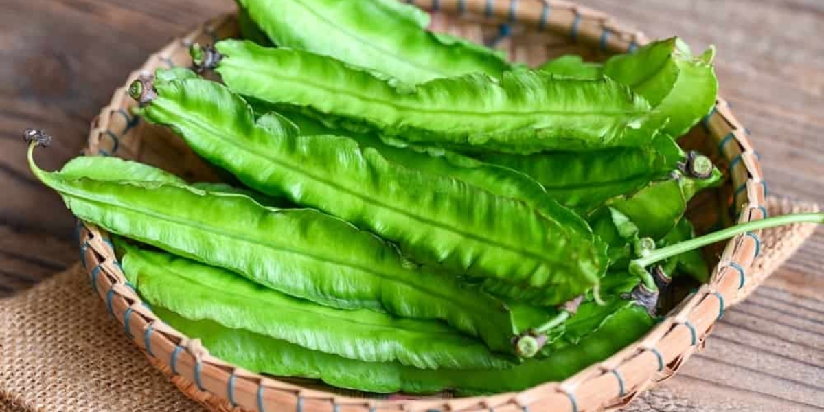 Các bước chuẩn bị trước khi gieo trồng đậu rồng Các bước chuẩn bị trước khi gieo trồng đậu rồng
