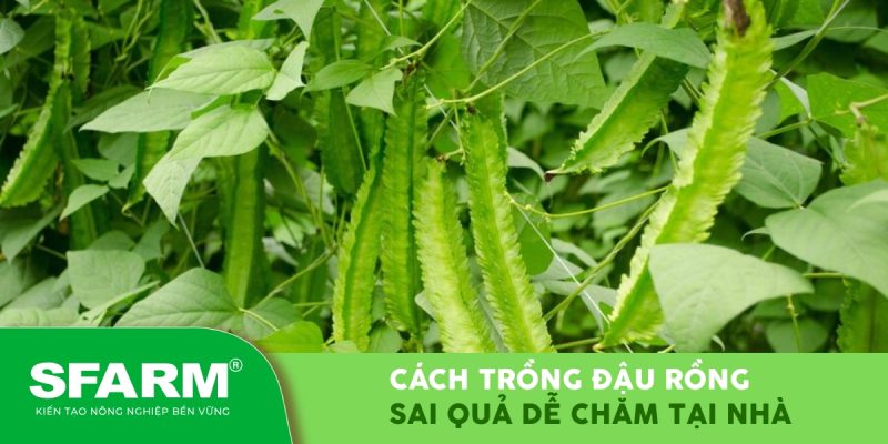 cach trong dau rong sai qua de cham tai nha thumb