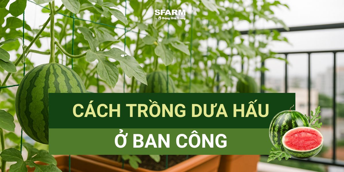 Cách trồng dưa hấu ở ban công Cách trồng dưa hấu ở ban công