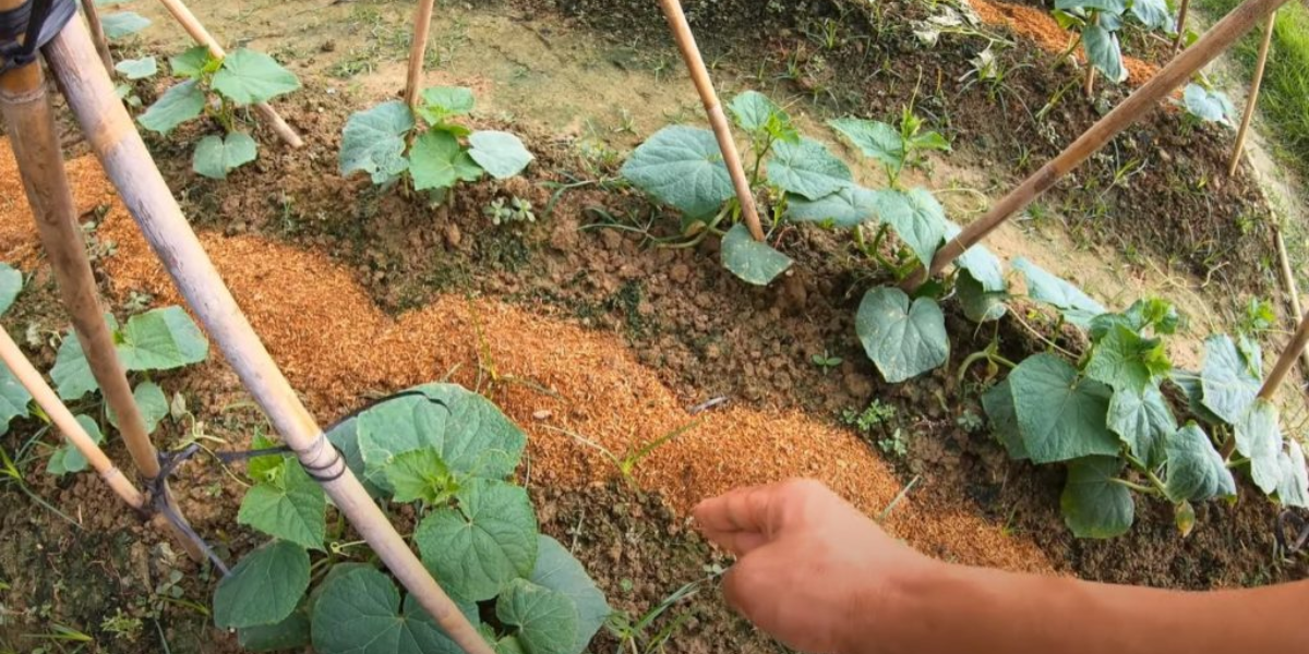 Cách trồng dưa leo không cần giàn vẫn sai quả tại nhà