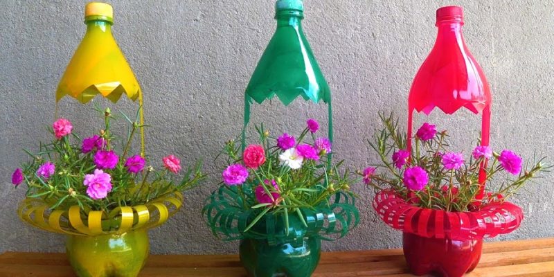 Trồng hoa mười giờ trong chai dễ dàng
