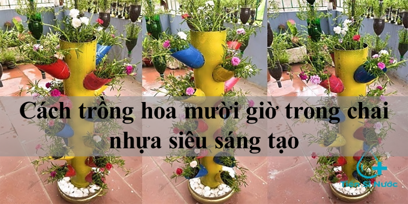 Cách trồng hoa mười giờ trong chai nhựa siêu sáng tạo