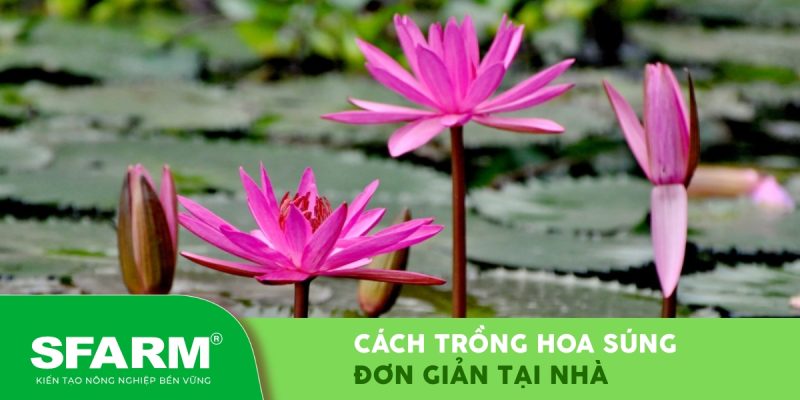 cach trong hoa sung trong chau don gian tai nha thumb