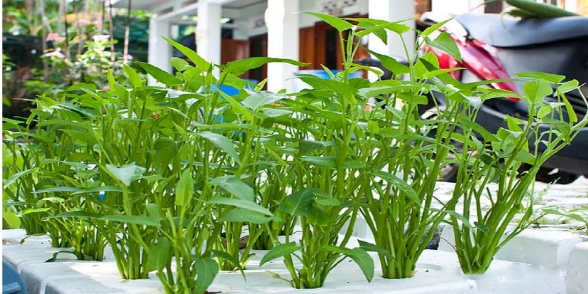 Cách trồng rau muống không cần đất là cách trồng bằng phương pháp thủy canh Cách trồng rau muống không cần đất là cách trồng bằng phương pháp thủy canh