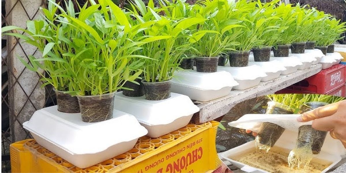 Trồng rau muống thủy sinh bằng chai nhựa, khay xốp Trồng rau muống thủy sinh bằng chai nhựa, khay xốp