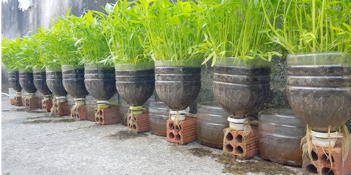 Đặt rọ vào phễu của hệ thống thủy canh, đảm bảo rễ cây tiếp xúc với dung dịch dinh dưỡng Đặt rọ vào phễu của hệ thống thủy canh, đảm bảo rễ cây tiếp xúc với dung dịch dinh dưỡng