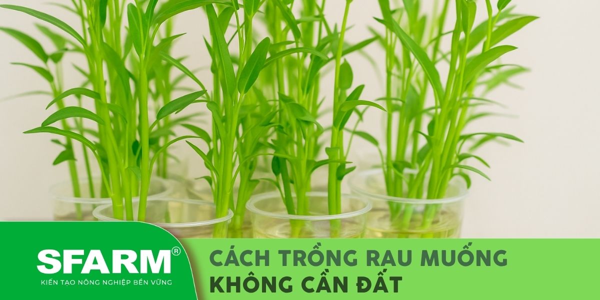 cách trồng rau muống không cần đất