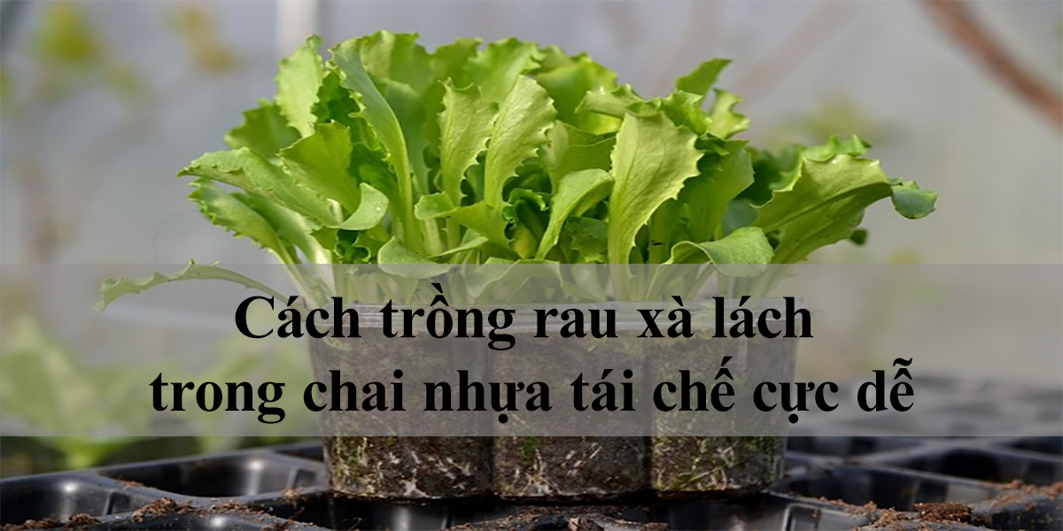 Cách trồng rau xà lách trong chai nhựa tái chế cực dễ
