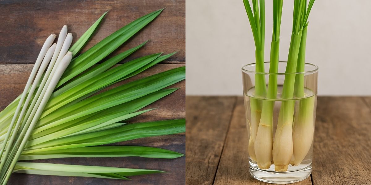 Trồng sả không cần đất là phương pháp chỉ dùng nước sạch để kích thích củ sả ra rễ Trồng sả không cần đất là phương pháp chỉ dùng nước sạch để kích thích củ sả ra rễ