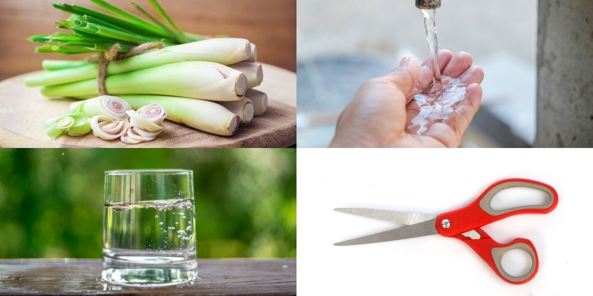 Chuẩn bị nguyên liệu để trồng sả Chuẩn bị nguyên liệu để trồng sả