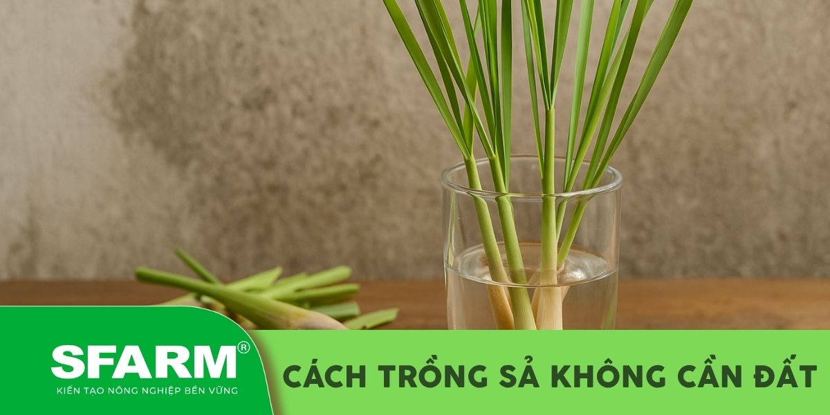 cách trồng sả không cần đất​