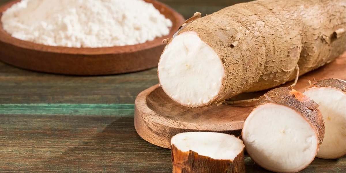 Tác dụng nổi bật của sắn dây trong đời sống Tác dụng nổi bật của sắn dây trong đời sống