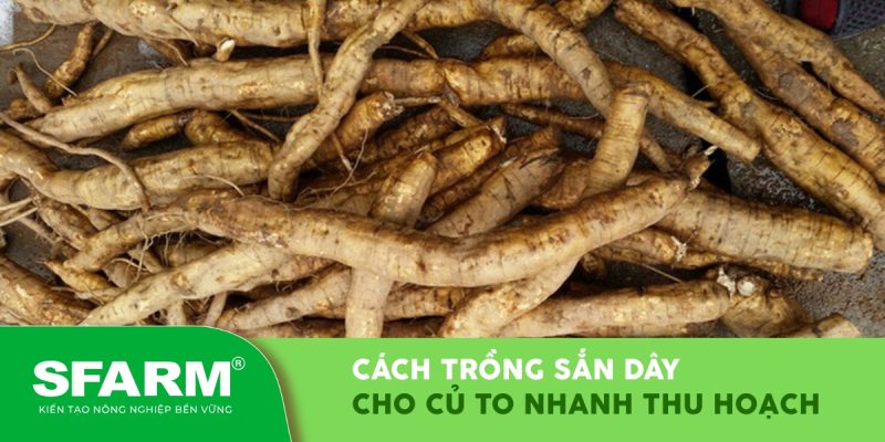 cach trong san day cho cu to nhanh thu hoach thumb
