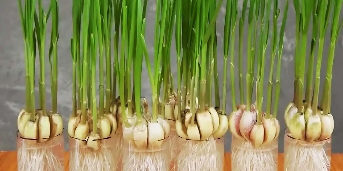 Mô hình trồng tỏi thuỷ canh đơn giản tại nhà Mô hình trồng tỏi thuỷ canh đơn giản tại nhà