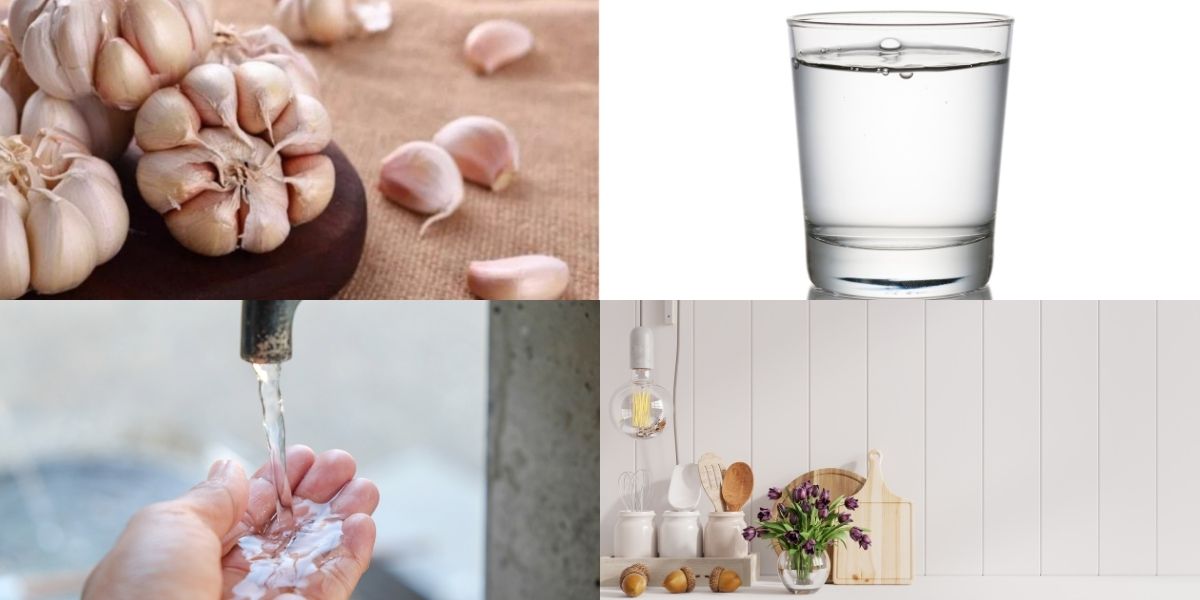 Chuẩn bị dụng cụ và nguyên liệu để trồng tỏi thuỷ canh Chuẩn bị dụng cụ và nguyên liệu để trồng tỏi thuỷ canh