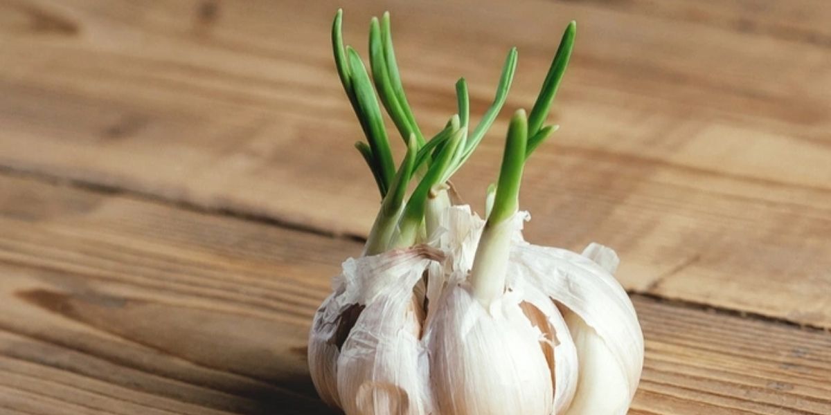 Đặt tỏi ở nơi thoáng mát để tránh bị nấm hoặc mốc trắng Đặt tỏi ở nơi thoáng mát để tránh bị nấm hoặc mốc trắng