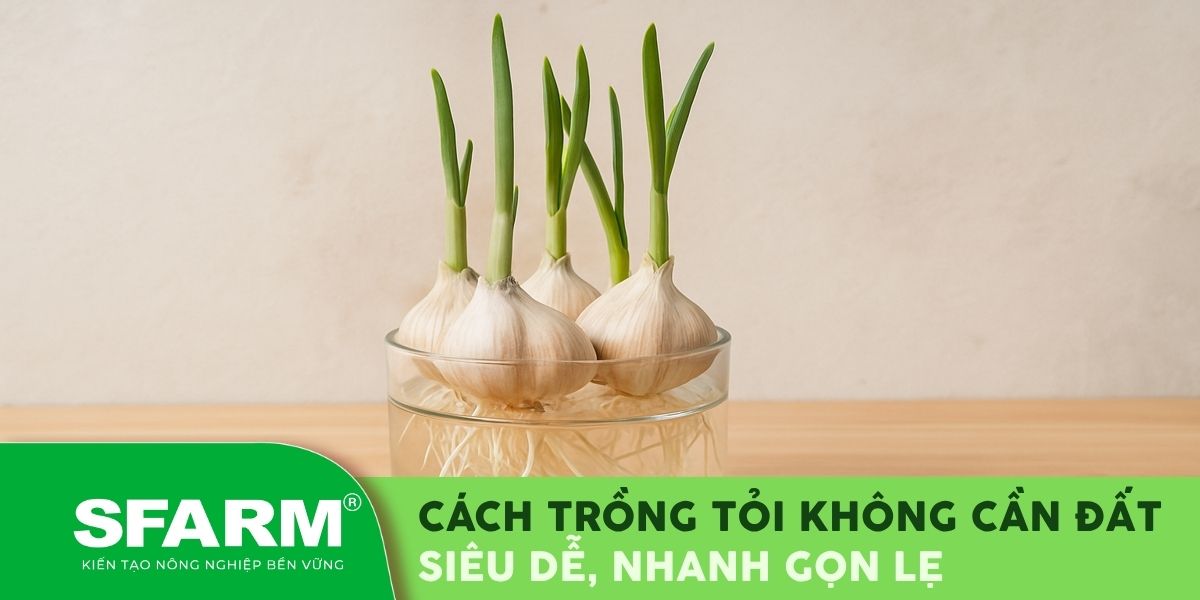 cách trồng tỏi không cần đất