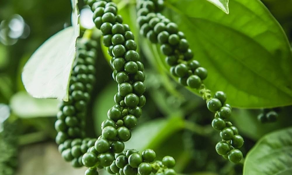 Các phương pháp tưới nước phổ biến cho cho cây tiêu Các phương pháp tưới nước phổ biến cho cho cây tiêu