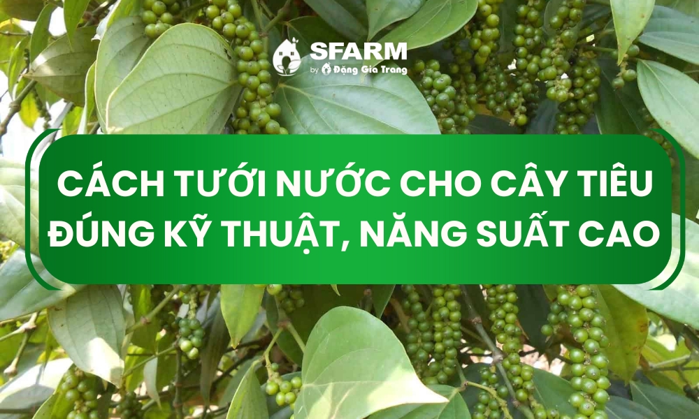 Cách tưới nước cho cây tiêu đúng kỹ thuật, năng suất cao Cách tưới nước cho cây tiêu đúng kỹ thuật, năng suất cao