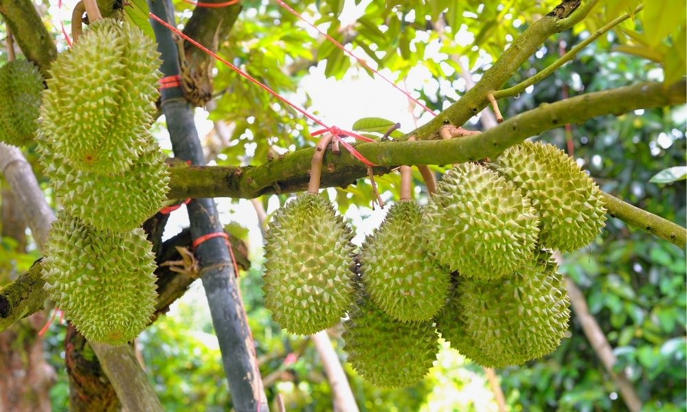 Để đạt được mô hình sầu riêng bền vững, nông dân cần đảm bảo nhiều yếu tố đồng bộ Để đạt được mô hình sầu riêng bền vững, nông dân cần đảm bảo nhiều yếu tố đồng bộ