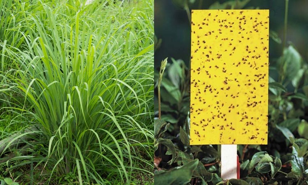 Một số biện pháp sinh học đơn giản mà hiệu quả cao đang được áp dụng Một số biện pháp sinh học đơn giản mà hiệu quả cao đang được áp dụng