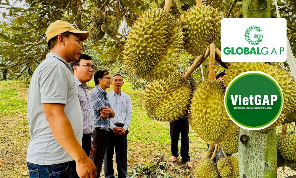 Các địa phương trồng sầu riêng trọng điểm đã có chương trình đào tạo chứng nhận tiêu chuẩn (VietGAP, GlobalGAP) Các địa phương trồng sầu riêng trọng điểm đã có chương trình đào tạo chứng nhận tiêu chuẩn (VietGAP, GlobalGAP)