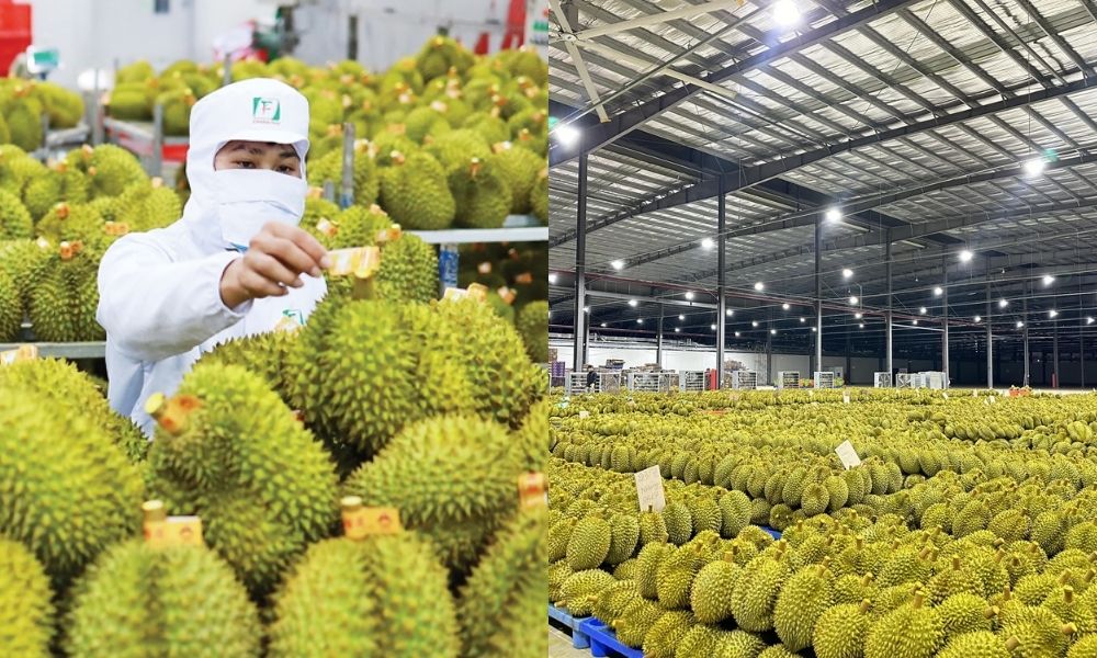 Hướng phát triển tương lai là kết hợp canh tác sầu riêng bền vững với nông nghiệp hữu cơ Hướng phát triển tương lai là kết hợp canh tác sầu riêng bền vững với nông nghiệp hữu cơ
