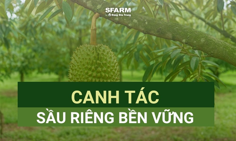 Canh tác sầu riêng bền vững đang trở thành xu hướng trong nông nghiệp hiện đại sầu riêng bền vững