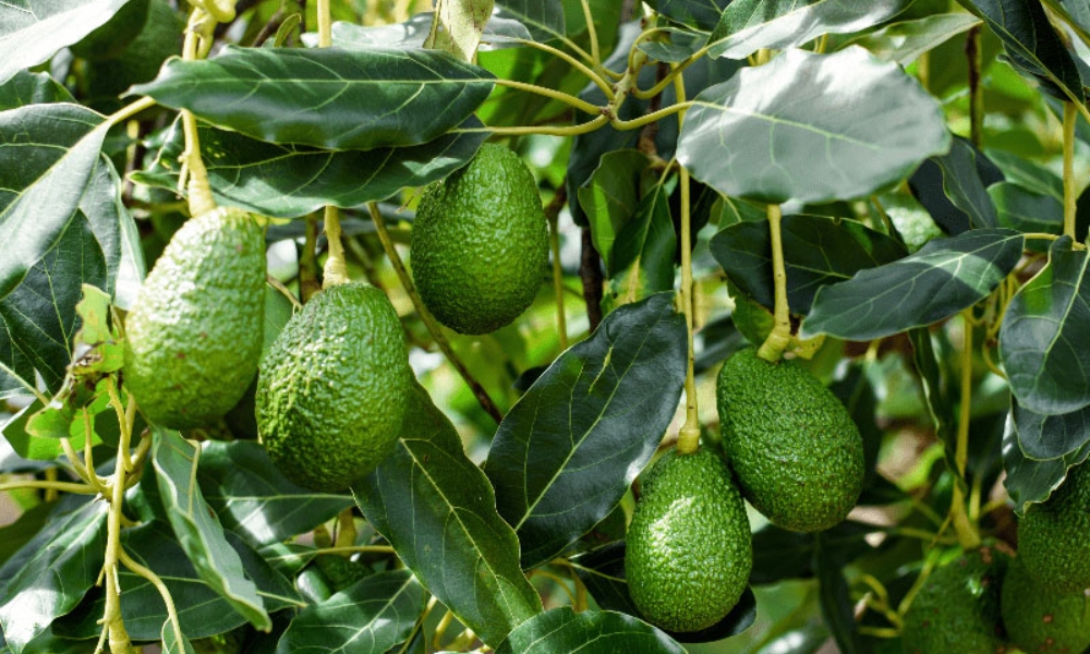 Quả bơ mang lại nhiều lợi ích dinh dưỡng và giá trị thương phẩm Quả bơ mang lại nhiều lợi ích dinh dưỡng và giá trị thương phẩm